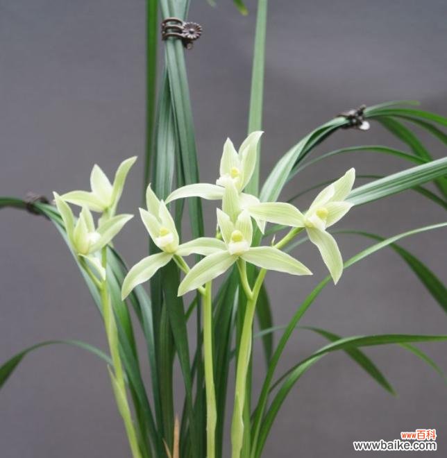 哪些花素雅且寓意丰富？