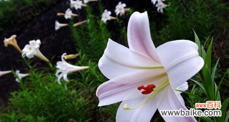 花开寓意纯洁与纯真 白百合的花语及传说