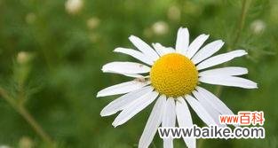 洁白如雪的花朵散发着深刻的内涵与寓意 白雏菊的花语与寓意——美丽的纯洁之花