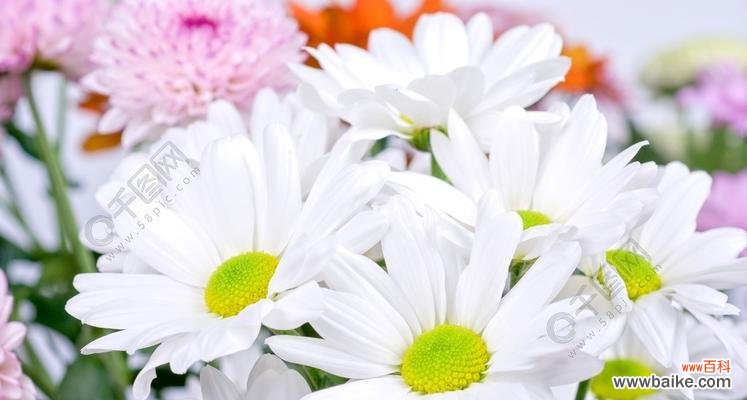 花开富贵、纯洁与永恒的象征 白菊花的寓意及象征意义