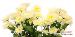 花开富贵、纯洁与永恒的象征 白菊花的寓意及象征意义