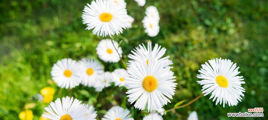 花开富贵、纯洁与永恒的象征 白菊花的寓意及象征意义