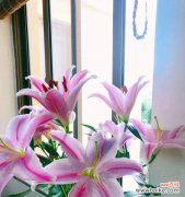 揭示白百合花语的内涵与传达方式 白百合花语