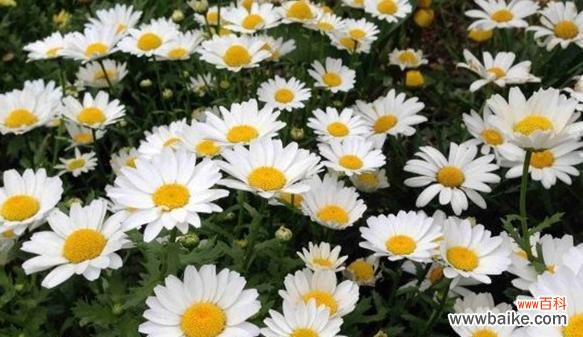 探寻白晶菊花语的含义与象征 白晶菊花语的美丽与寓意