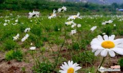探寻白晶菊花语的含义与象征 白晶菊花语的美丽与寓意