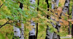 以白桦树为主题探寻生命的意义 白桦树——生命的象征