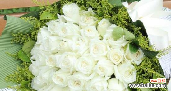 探寻白瑰玫花语的深意,感受纯洁爱情的温暖 白瑰玫的花语——纯洁与无尘的爱情