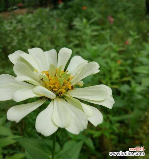 揭示白菊花的情感寓意 白菊花的花语