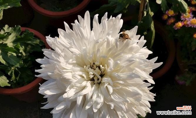 白菊花的美丽与哲理 白菊花的寓意与象征