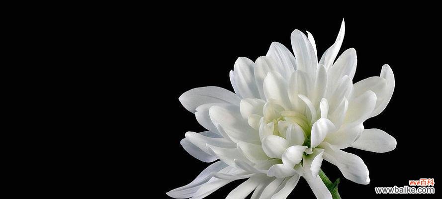 白菊花的美丽与哲理 白菊花的寓意与象征