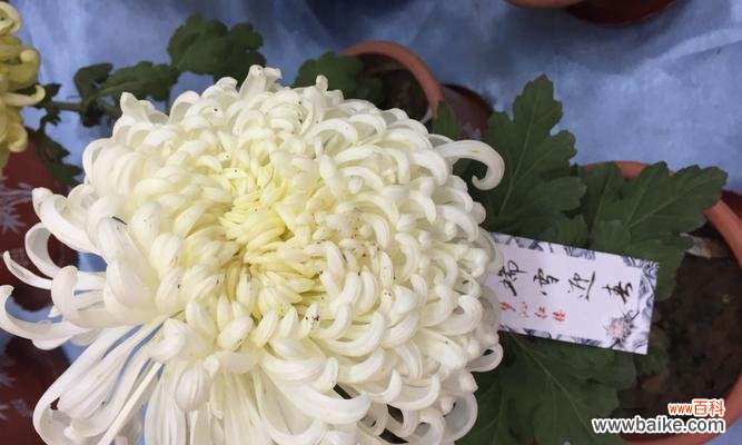 白菊花的美丽与哲理 白菊花的寓意与象征