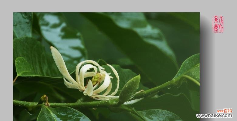 探索白兰花的文化内涵与种植技巧 白兰花的象征意义及美丽之源