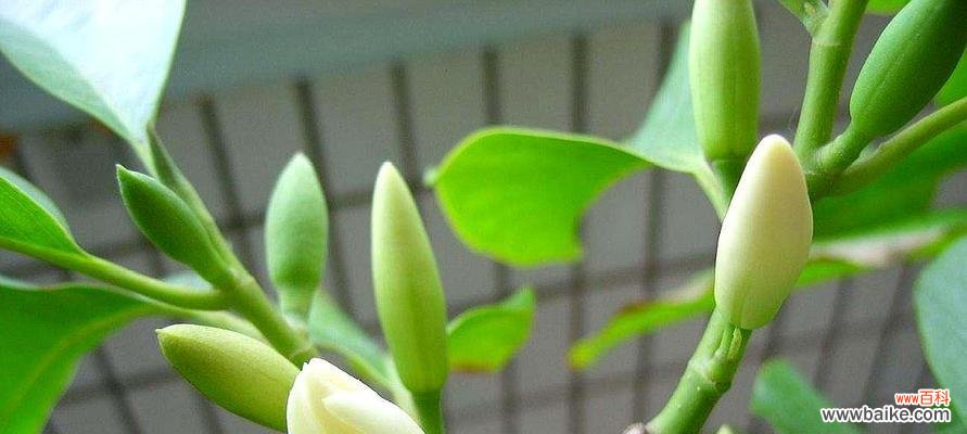 探索白兰花的文化内涵与种植技巧 白兰花的象征意义及美丽之源