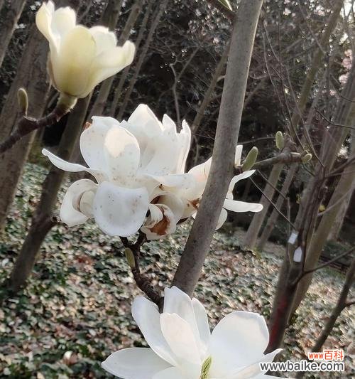 探索白兰花的文化内涵与种植技巧 白兰花的象征意义及美丽之源