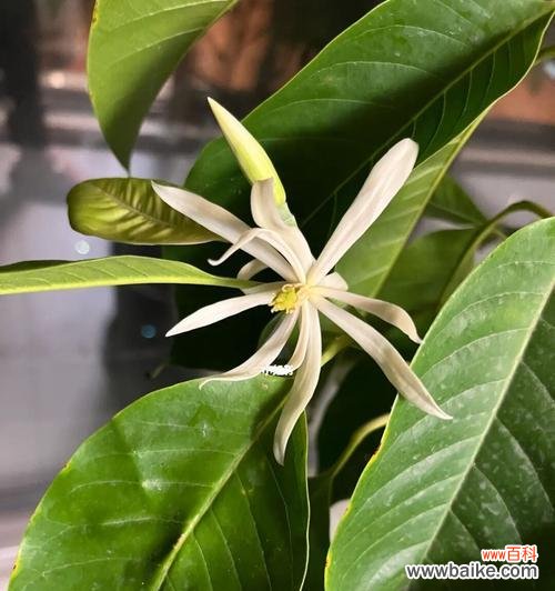 探索白兰花的含义，品味生命的美妙 白兰花的寓意与生命之美