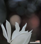 探索白兰花的含义，品味生命的美妙 白兰花的寓意与生命之美