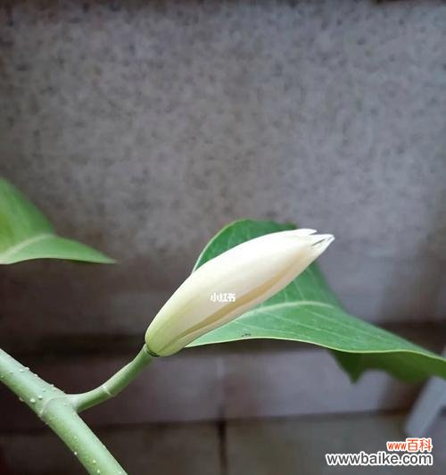 探索白兰花的含义，品味生命的美妙 白兰花的寓意与生命之美