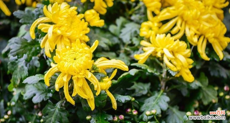 探索白菊花的深层含义 白菊花的寓意与花语