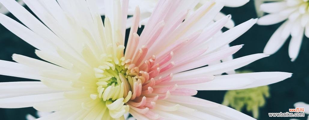 探索白菊花的深层含义 白菊花的寓意与花语