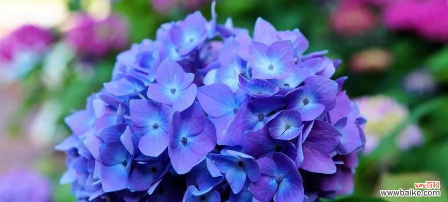 以颜色诠释绣球花的情感世界 绣球花花语之多彩情感