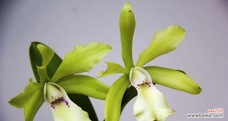 不同颜色洋兰的花语与寓意 缤纷洋兰，花开语意