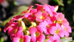 通过颜色感知长寿花的心声 不同颜色长寿花花语的深意