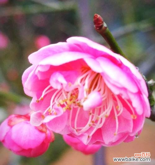 丰富多彩的澳梅花语世界与人们情感交织 绚彩澳梅花语