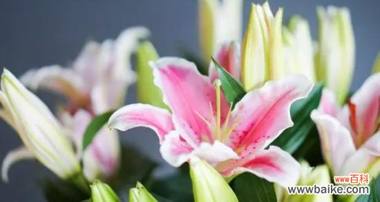 探索花朵的语言 不同颜色百合花语的意义