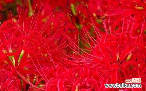 以不同颜色彼岸花的花语探索自然奇迹 缤纷花语，彼岸花的多彩世界