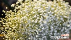 以不同颜色满天星的花语为主题 缤纷满天星花语