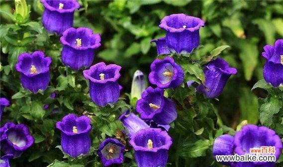 探寻风铃草花海中的千姿百态 多彩风铃草的花语之旅