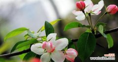 探寻海棠花不同颜色所代表的情感与寓意 海棠花的花语