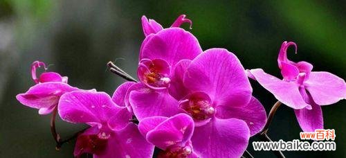 揭开蝴蝶兰颜色所代表的神秘语言与情感传递 蝴蝶兰花语之色彩绚丽的情感世界