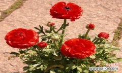 用花言巧语 花语之美——解读不同颜色花毛茛的含义