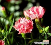 探索康乃馨的情感与象征 康乃馨的花语与不同颜色的意义