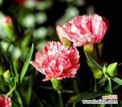 探索康乃馨的情感与象征 康乃馨的花语与不同颜色的意义