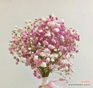 探寻满天星花语的多彩含义与魅力 缤纷满天星花语的奇妙世界