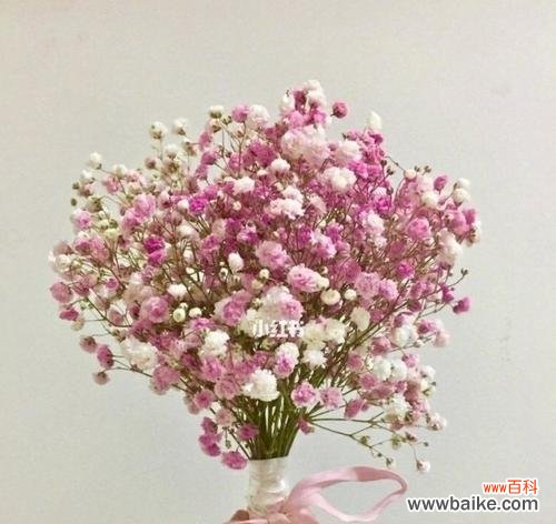 探寻满天星花语的多彩含义与魅力 缤纷满天星花语的奇妙世界