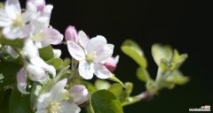 苹果花的花语含义是什么？如何用苹果花表达情感？