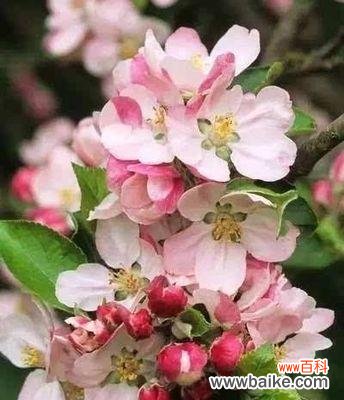 苹果花的花语含义是什么？如何用苹果花表达情感？