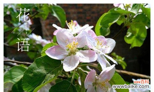 苹果花的花语含义是什么？如何用苹果花表达情感？