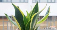 桌花绿植中寓意好的花有哪些？