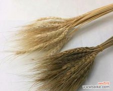 麦子花束的寓意是什么？