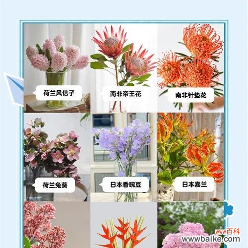 洋水仙的花语是什么？象征着什么寓意？