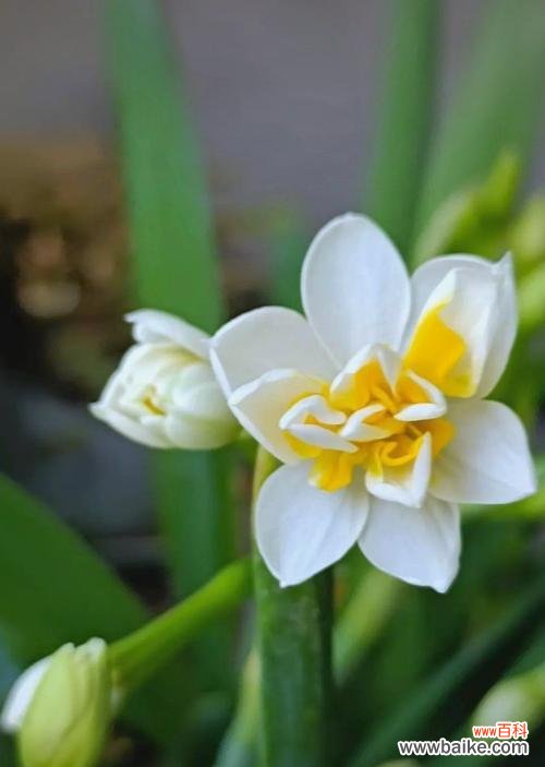洋水仙的花语是什么？象征着什么寓意？