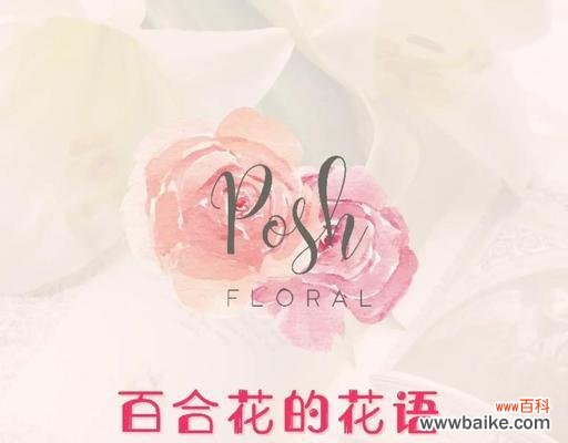 百合花花语是什么？百合花象征了什么寓意？