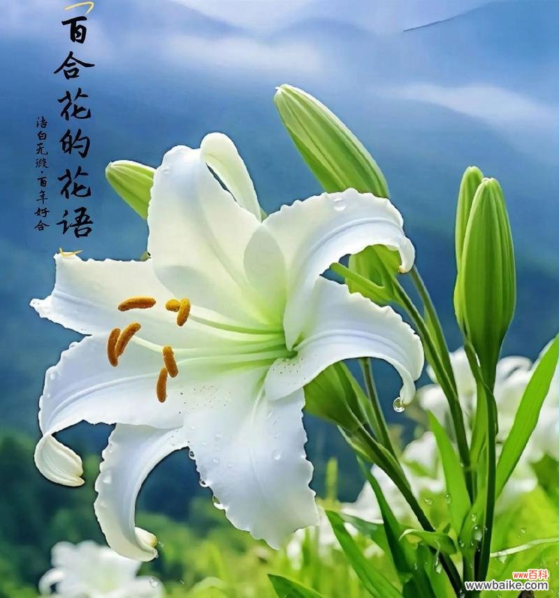 百合花花语是什么？百合花象征了什么寓意？