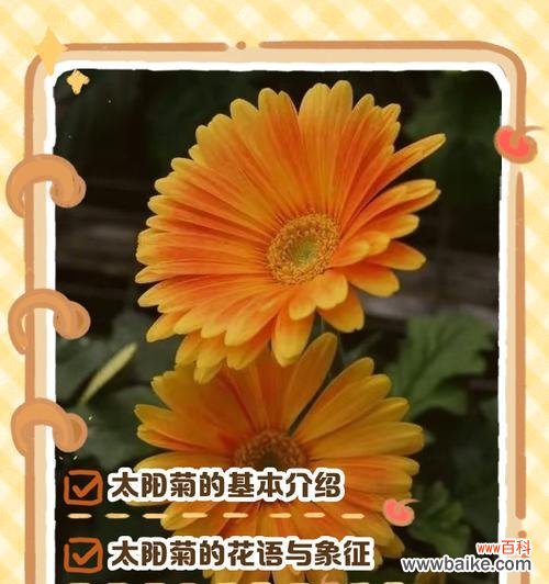 皱菊花的花语是什么?皱菊花寓意着什么?