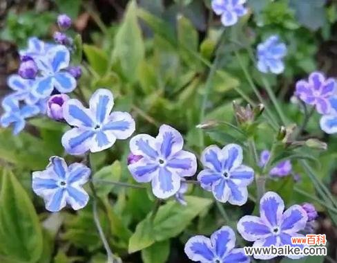 琉璃花的寓意和禁忌是什么?如何正确摆放?