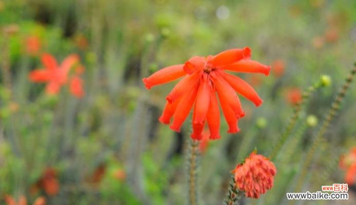 琉璃花的寓意和禁忌是什么?如何正确摆放?